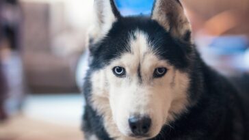 deadliest-animal-in-every-us-state-revealed,-from-moose-and-bears-to-dogs