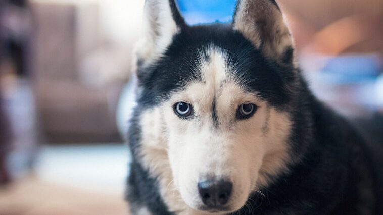 deadliest-animal-in-every-us-state-revealed,-from-moose-and-bears-to-dogs