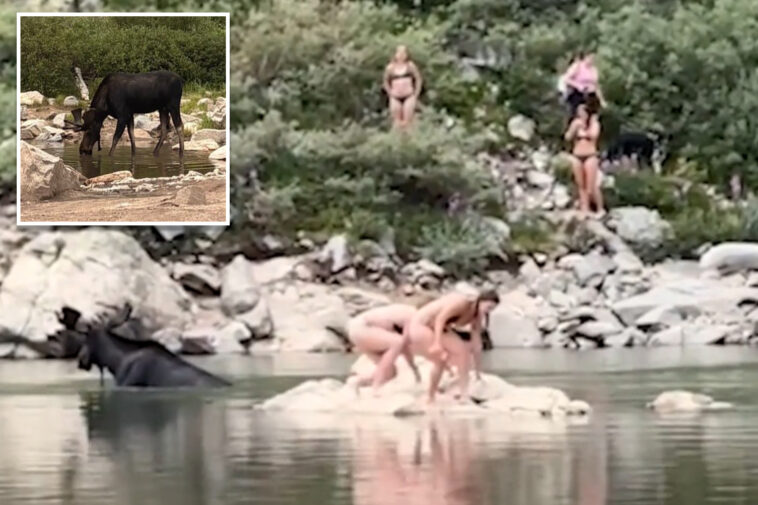 moose-gets-shockingly-close-to-colorado-swimmers:-video