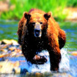 romania-expands-bear-culls-trying-to-keep-population-safe-from-surging-attacks-(videos)