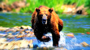 romania-expands-bear-culls-trying-to-keep-population-safe-from-surging-attacks-(videos)