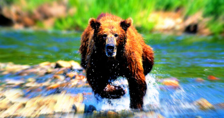 romania-expands-bear-culls-trying-to-keep-population-safe-from-surging-attacks-(videos)