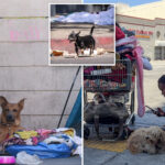 la-is-exterminating-dogs-at-unprecedented-rate.-the-faces-on-the-‘kill-list’-are-heartbreaking