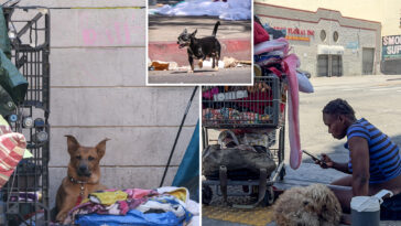 la-is-exterminating-dogs-at-unprecedented-rate.-the-faces-on-the-‘kill-list’-are-heartbreaking
