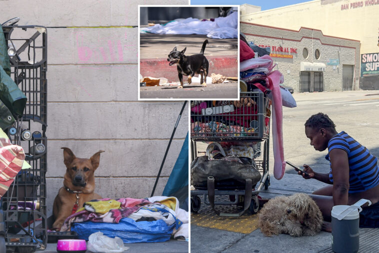 la-is-exterminating-dogs-at-unprecedented-rate.-the-faces-on-the-‘kill-list’-are-heartbreaking