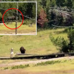 terrifying-encounter-between-child-and-rampaging-bison-in-yellowstone-national-park