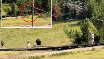 terrifying-encounter-between-child-and-rampaging-bison-in-yellowstone-national-park