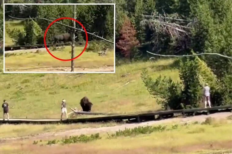 terrifying-encounter-between-child-and-rampaging-bison-in-yellowstone-national-park