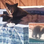 massive-bear-caught-on-camera-sneaking-into-homeowners-backyard-spa-in-broad-daylight