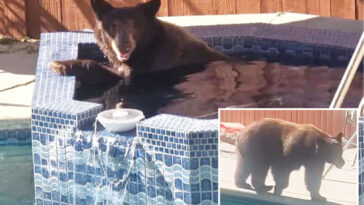 massive-bear-caught-on-camera-sneaking-into-homeowners-backyard-spa-in-broad-daylight