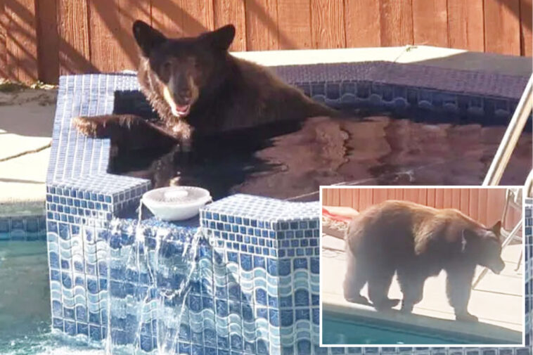 massive-bear-caught-on-camera-sneaking-into-homeowners-backyard-spa-in-broad-daylight