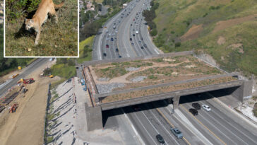 fury-as-major-freeway-ramp-closed-in-aid-of-$114m-wildlife-crossing