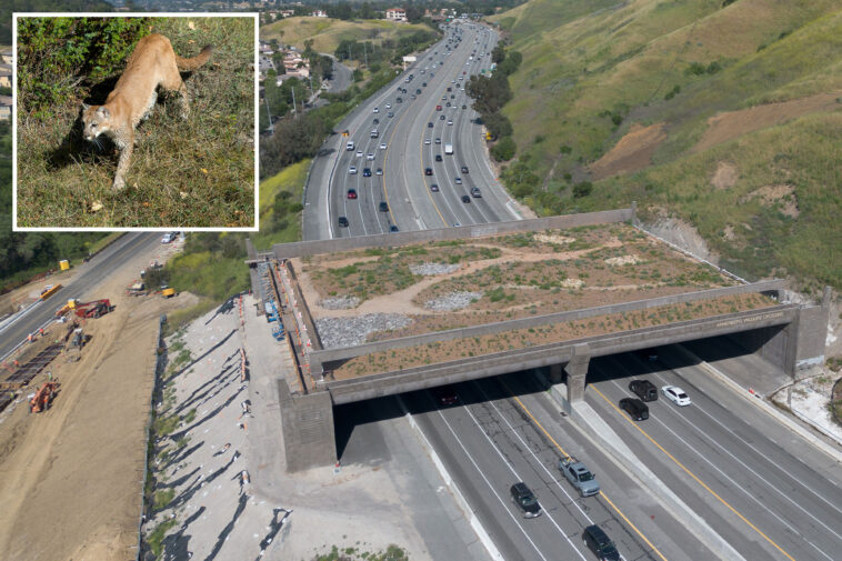 fury-as-major-freeway-ramp-closed-in-aid-of-$114m-wildlife-crossing