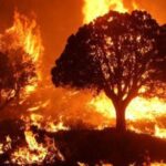 media-bias:-wildfires-caused-by-arson,-not-climate-change