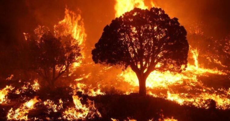media-bias:-wildfires-caused-by-arson,-not-climate-change