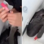 teens-force-swan-to-vape,-post-the-evidence-online