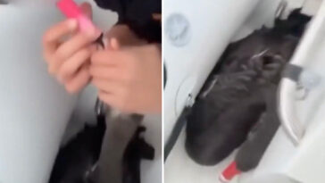 teens-force-swan-to-vape,-post-the-evidence-online
