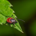 tick-borne-‘rabbit-fever’-spreads-with-cases-reported-near-major-metro-area