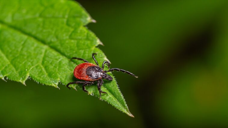 tick-borne-‘rabbit-fever’-spreads-with-cases-reported-near-major-metro-area