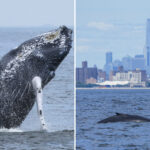 majestic-humpback-whale-leaps-through-nyc-waters-—-marking-500th-recorded-in-area-since-2012:-‘inspiring’