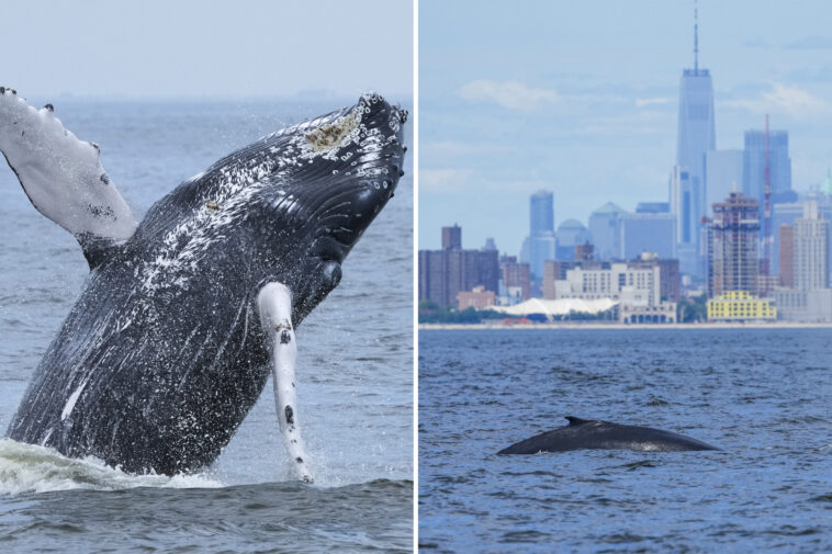majestic-humpback-whale-leaps-through-nyc-waters-—-marking-500th-recorded-in-area-since-2012:-‘inspiring’