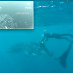 cameras-attached-to-whale-shark-fins-reveal-previously-unknown-behavioral-traits