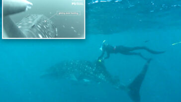 cameras-attached-to-whale-shark-fins-reveal-previously-unknown-behavioral-traits