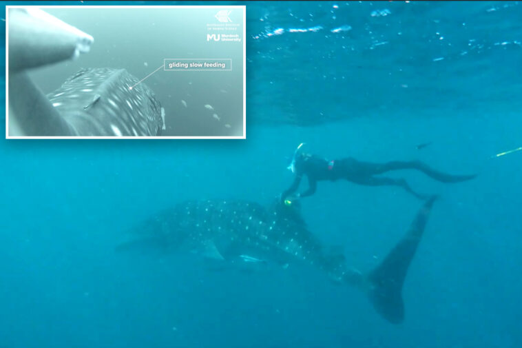 cameras-attached-to-whale-shark-fins-reveal-previously-unknown-behavioral-traits