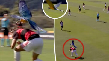 soccer-match-suspended-after-red-card-worthy-parrot-attacks-players
