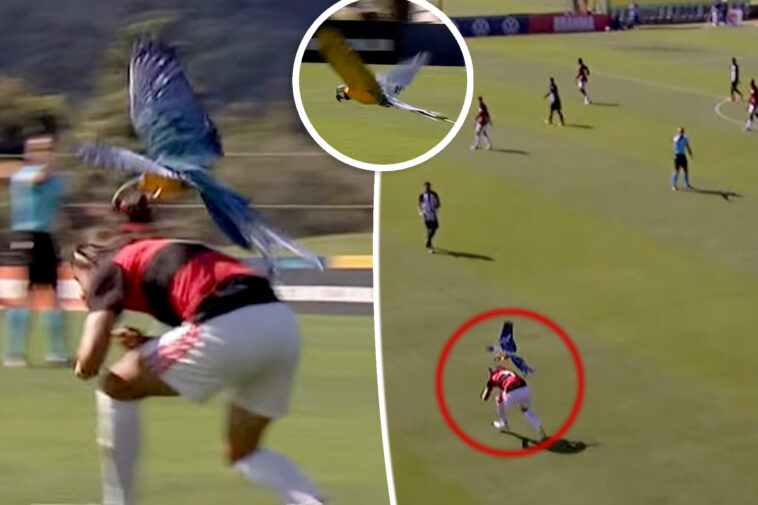 soccer-match-suspended-after-red-card-worthy-parrot-attacks-players