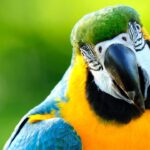 rogue-parrot-attacks-players-during-brazilian-u-15-soccer-game,-then-comes-back-and-does-it-again