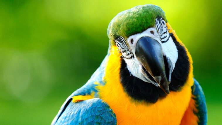 rogue-parrot-attacks-players-during-brazilian-u-15-soccer-game,-then-comes-back-and-does-it-again
