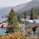 tree-poisoner-on-the-loose-in-lake-tahoe-after-spate-of-attacks-at-popular-beach-cove