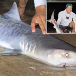 tiger-shark-caught-off-massachusetts-could-be-sign-of-warming-waters