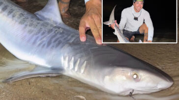 tiger-shark-caught-off-massachusetts-could-be-sign-of-warming-waters
