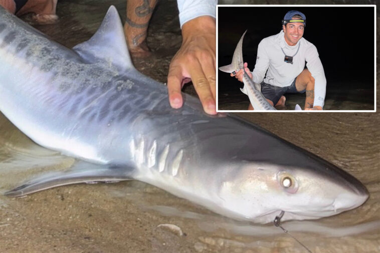 tiger-shark-caught-off-massachusetts-could-be-sign-of-warming-waters