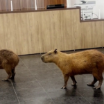 capybaras-crash-brazilian-lawmakers’-voting-session-and-steal-the-show