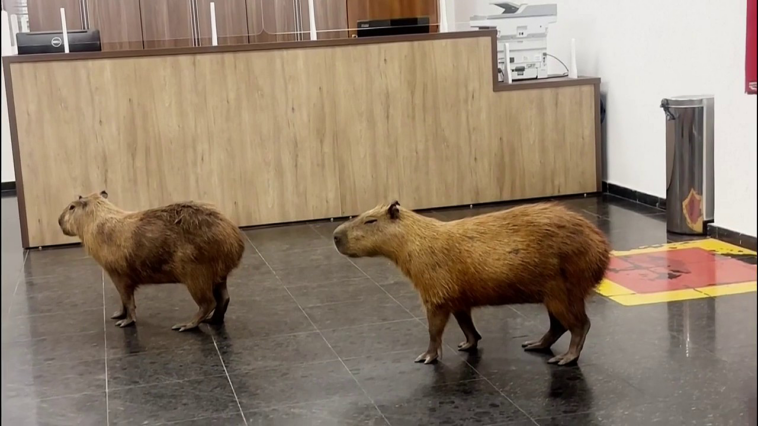 capybaras-crash-brazilian-lawmakers’-voting-session-and-steal-the-show