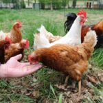 backyard-chickens:-emotional-support-animals,-or-evil-right-wing-trad-plot?