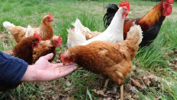 backyard-chickens:-emotional-support-animals,-or-evil-right-wing-trad-plot?