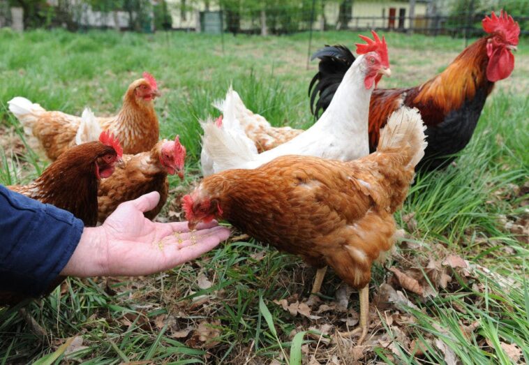 backyard-chickens:-emotional-support-animals,-or-evil-right-wing-trad-plot?