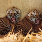british-safari-park-welcomes-rare,-adorable-twin-tiger-cubs