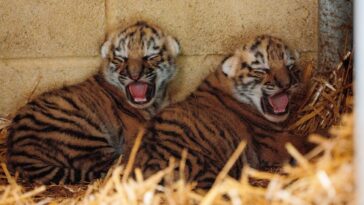 british-safari-park-welcomes-rare,-adorable-twin-tiger-cubs