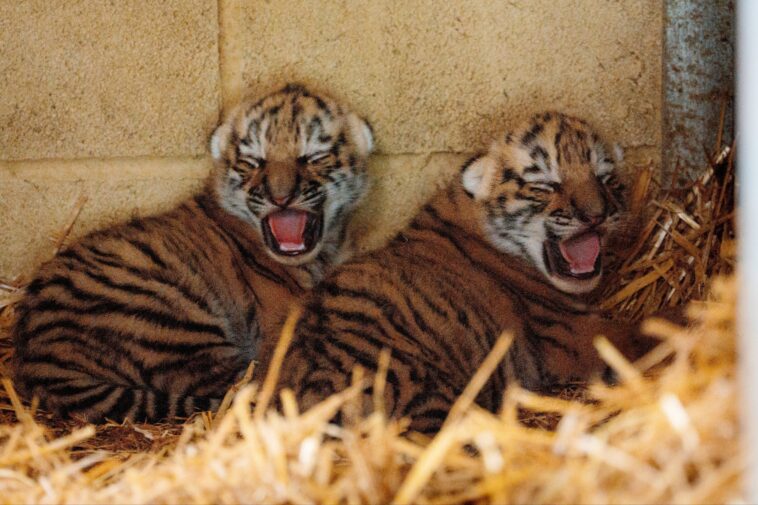 british-safari-park-welcomes-rare,-adorable-twin-tiger-cubs