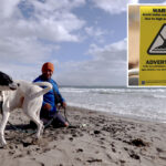 alert-out-for-five-popular-los-angeles-county-beaches-as-bacteria-levels-spike