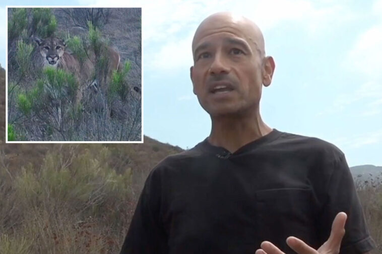 heart-stopping-moment-california-hiker-is-hunted-by-massive-mountain-lion