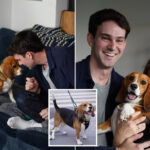 gene-edited-beagles-may-offer-a-future-option-for-people-with-dog-allergies