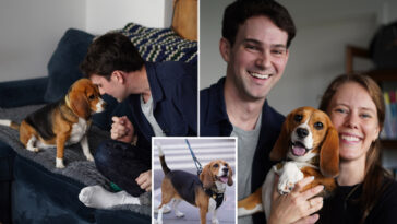 gene-edited-beagles-may-offer-a-future-option-for-people-with-dog-allergies