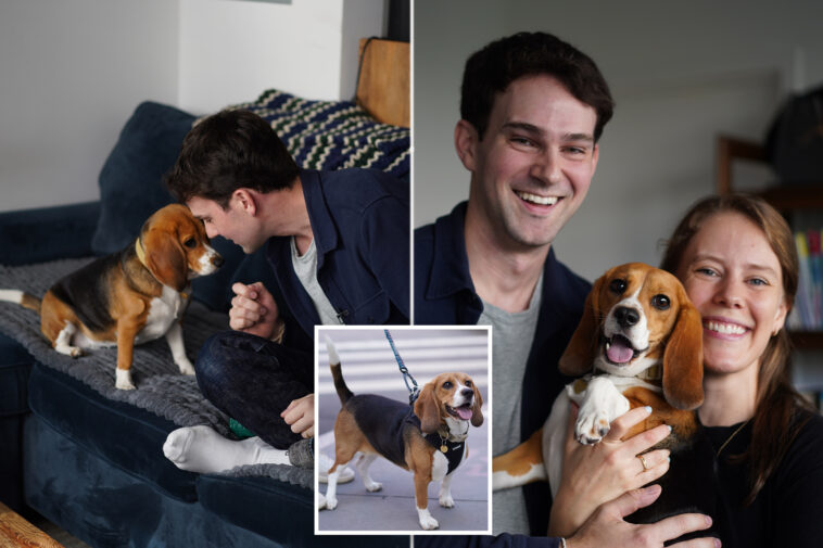 gene-edited-beagles-may-offer-a-future-option-for-people-with-dog-allergies