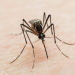 a-tropical-virus-usually-linked-to-travel-just-changed-the-rules